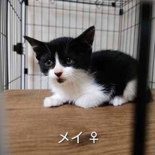 かわいいにゃ。メイちゃん、女の子