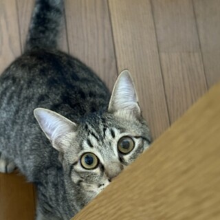H32 キジ猫ほう君