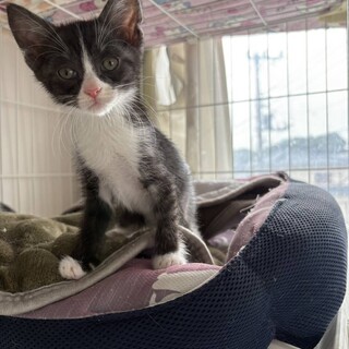 かわいいにゃ。ギズモちゃん