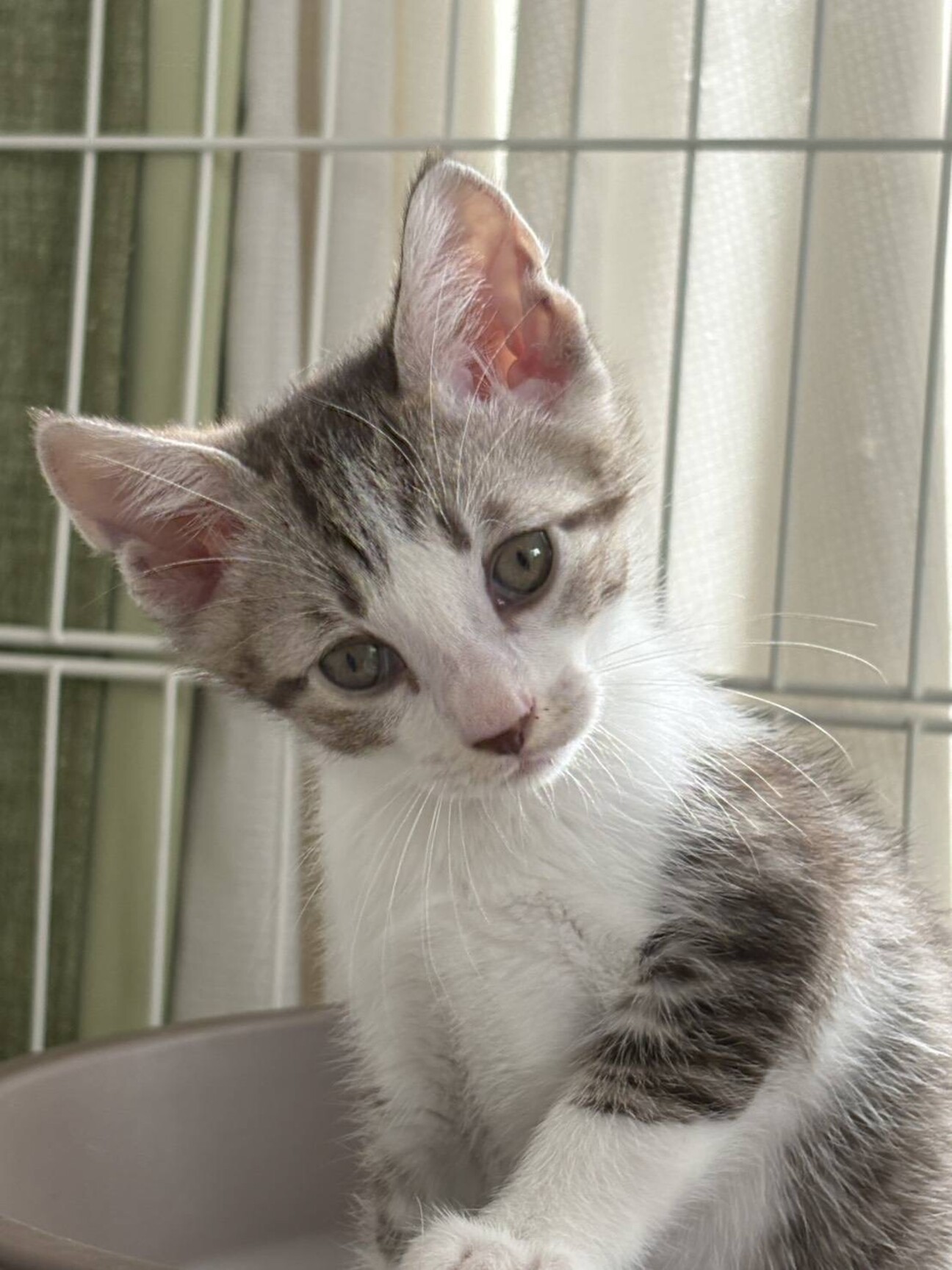 かわいいにゃ。シルバちゃんの写真