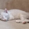 L32　白猫（シャム系）ちゃん サムネイル2