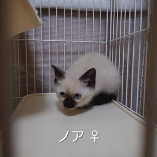 かわいいにゃ。ノアちゃん