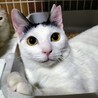 崩壊レスキュー◇長毛&オカッパちゃん サムネイル5