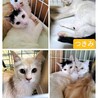 崩壊レスキュー◇長毛&オカッパちゃん サムネイル7
