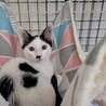8/16ドン・キホーテ譲渡会参加子猫前髪boy サムネイル3