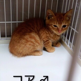 かわいいにゃ。コアちゃん