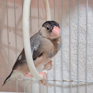 桜文鳥 元気な生後3か月半です