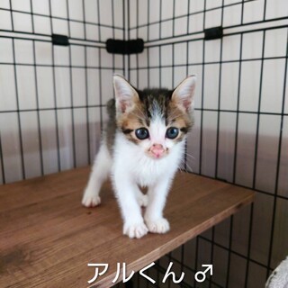 かわいいにゃ。アルちゃん