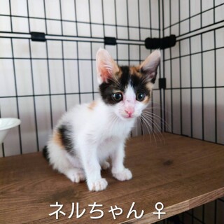かわいいにゃ。ネルちゃん