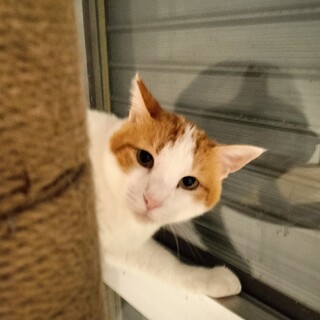 優しい子、お外時代に他の野良さんに追いかけられて