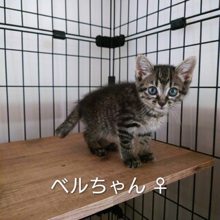 かわいいにゃ。ベルちゃん