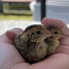 マイケルとアダム