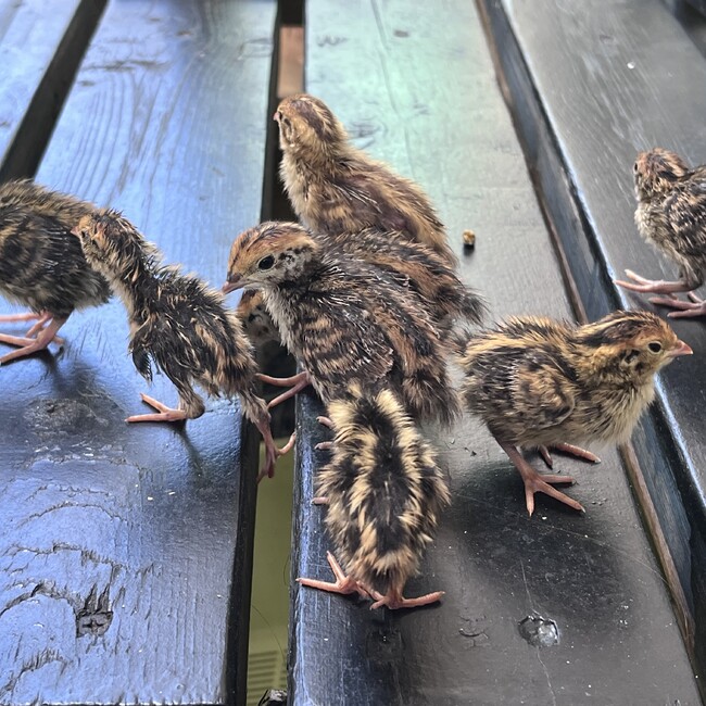 マイケルとアダムのカバー写真