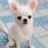 おひさまひまわり