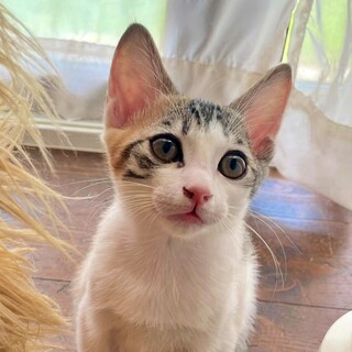 三毛の子猫♪個性派な眉柄の和風美人♡たらこちゃん