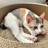 三毛の子猫♪個性派な眉柄の和風美人♡たらこちゃん