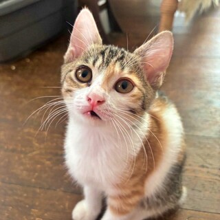 三毛の子猫♪個性的な柄の甘えん坊♡つみれちゃん