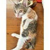検討中♪個性的な柄の甘えん坊♡つみれちゃん サムネイル3