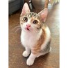 検討中♪個性的な柄の甘えん坊♡つみれちゃん サムネイル4