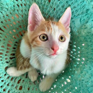 茶白の子猫♪穏やかで優しい甘えん坊♡ちまきくん