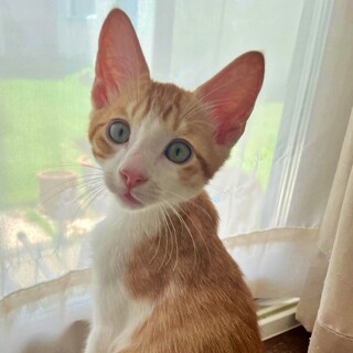 茶白の子猫♪足長のイケメンで甘えん坊♡そるとくん
