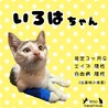 9/20里親会♫甘えんぼキジ白子猫♀いろは サムネイル6