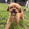 愛嬌ばつぐん！はなまる笑顔♡Bonbon サムネイル3