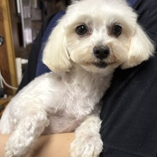 新しい家族を募集します！