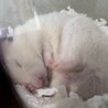 おおはとむぎ