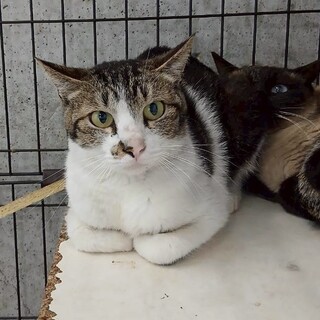 ずっとの家族を待ってます♡【あやめ】ちゃん