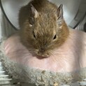 デグー