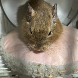 デグー