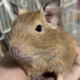 デグー（生後一ヶ月の赤ちゃん）の里親募集