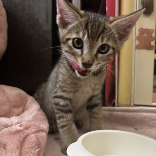 人懐っこくて可愛い子猫のキジトラちゃん