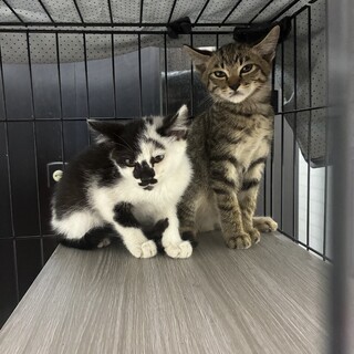 柄が珍しいオスの子猫