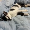 柄が珍しいオスの子猫 サムネイル2