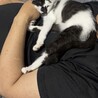 柄が珍しいオスの子猫 サムネイル3