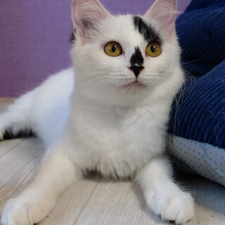 ふわふわ半長毛3姉妹のパピコ＊4か月