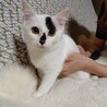 ふわふわ半長毛3兄妹のパピコ サムネイル6