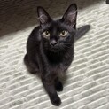 しっぽが長めの黒猫ちゃん　ポワ　男の子