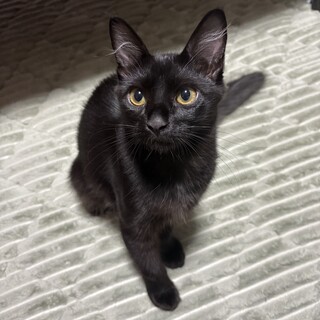 しっぽが長めの黒猫ちゃん　ポワ　男の子
