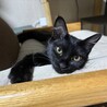 しっぽが長めの黒猫ちゃん　ポワ　男の子
