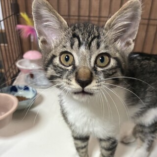 【8/16⭐️泉大津にて譲渡会】参加猫おにぎりくん