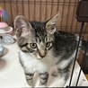 【8/16⭐️泉大津にて譲渡会】参加猫おにぎりくん サムネイル2