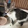 【8/16⭐️泉大津にて譲渡会】参加猫おにぎりくん サムネイル3