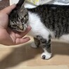 【8/16⭐️泉大津にて譲渡会】参加猫おにぎりくん サムネイル4