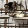 【8/16⭐️泉大津にて譲渡会】参加猫おにぎりくん サムネイル5