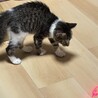 【8/16⭐️泉大津にて譲渡会】参加猫おにぎりくん サムネイル6