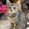 人が大好きな かまちょ♡ サムネイル2