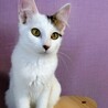 ふわふわ半長毛3兄妹のトッポ サムネイル6